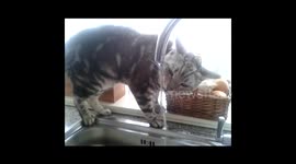 bengal cat drinking from kitchen tap