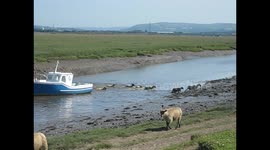 Sheep escape from their field by crossing river