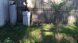 2 chubby raccoons playing
