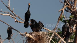Baby Cormorants feeding