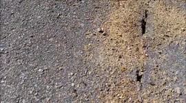 Ants Going Crazy