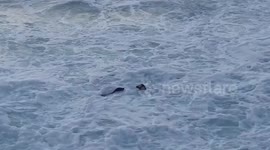 Sea lions filmed 'kissing' and playing in the surf off California