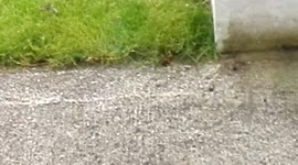 Blackbird steps on ants nest