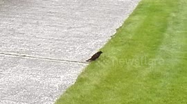 Blackbird steps on ants nest