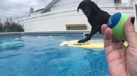 Adorable bodyboarding labrador finds ball hidden under her bodyboard
