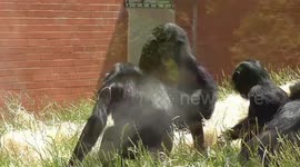 Bonobo tries to cool down on a hot day with a carton of water