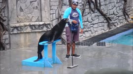Sea lion 'sings' into microphone
