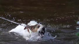 Dog cools off in a river during British heatwave