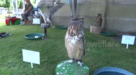 Indian Eagle Owl displayed at Brompton Cemetery Open Day 2016