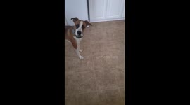 Dog goes crazy over bag of rice