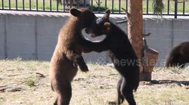 Adorable bear cubs play fight