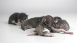 These kittens are just a few days old