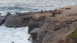 Sea Lions Near People in the Wild