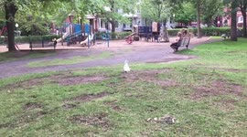Hungry squirrel carries full pitta bread up tree