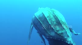 Diver encounters large leatherback turtle in the ocean