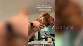 Dramatic pup refuses to take a bath