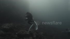 Two Russian divers 'killed in horror shark attack' in the Philippines