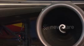 17 rare mountain bongos repatriated to Kenya