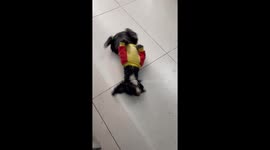 The dog woke up and danced when it heard the familiar music