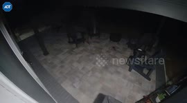 Huge black bears battle each other on Florida homeowner's porch