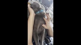 Cat Enters Power Saving Mode