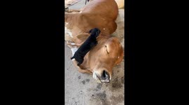 Little Puppy Loves On Wrinkly Cow