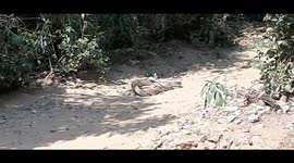 Pair of snake playing