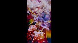 Flashy Peacock Mantis Shrimp