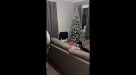 Man Jumps On Christmas Tree