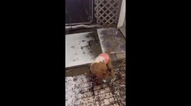 Golden Puppy Chomps At Snow