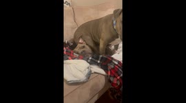 Sassy Dog Sits On Sister