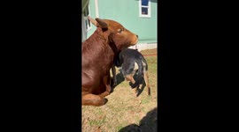 Romance Between Heeler Pup And Zebu Bull