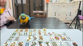 Macaw Impressively Counts Cards