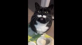 A beautiful cat says hello to his owner in beautiful manners