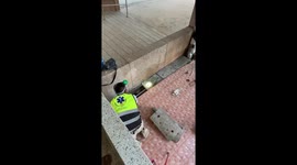 King cobra caught in drain at drug rehab centre in Thailand