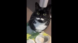 Mustache cat greets the world with style