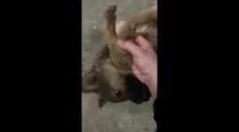 Puppy born with 5 legs in Vietnam