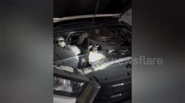 Huge python caught in car engine in Thailand