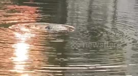 Drowning stray dog rescued from pond