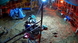Moo-sain Bolt! Calf runs and hurdles boy's head as he sits on chair