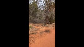 On a hike in Sedona, AZ, we happened upon this cute little Javelina.