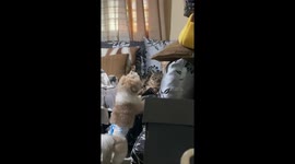 Unbothered cat gives hilarious stare to barking dog in Calamba, Philippines