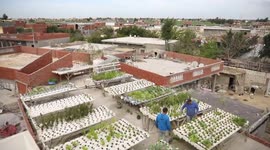 Rooftop farming transforms once-impoverished Egyptian village into thriving oasis