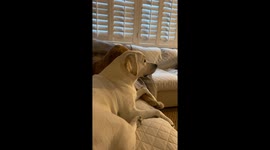 Winston & Birdie: A puppy love story that stole viewers hearts
