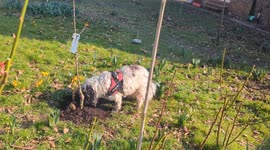 Barney the cockapoo fails to bury his enormous bone