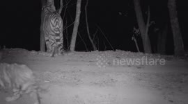 China: Youngest tiger mother successfully breeds 3 cubs at just two years old