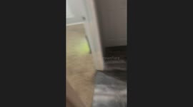 Dog Ella looking crazy on the bed