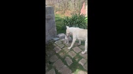 Dog Gives Cat a Very Thorough  Cleaning