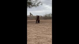Jack Russell Terrier Cowboy Dog