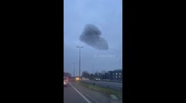 Mesmerizing Starling Murmuration